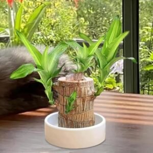 Lucky Brazilian Wood Decorative Lucky Wood Plant Ornament Feng Shui Good Luck Decorative Wooden Stick for Home Decor - Image 2