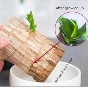 Lucky Brazilian Wood Decorative Lucky Wood Plant Ornament Feng Shui Good Luck Decorative Wooden Stick for Home Decor - Image 3