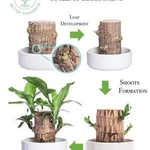 Lucky Brazilian Wood Decorative Lucky Wood Plant Ornament Feng Shui Good Luck Decorative Wooden Stick for Home Decor - Image 6